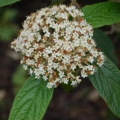 Viburnum Rhyditophyllum Willowood -Plant Series Store Viburnum rhytidophyllum Willowwood 03x