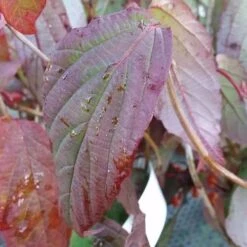 Viburnum Setigerum -Plant Series Store Viburnum setigerum 3