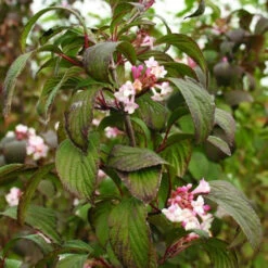 Viburnum X Bodnantense Charles Lamont -Plant Series Store Viburnum x bodnantense Charles Lamont04