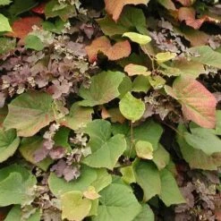 Vitis Coignetiae -Plant Series Store Vitis Coignetiae 01