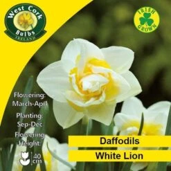 Daffodil White Lion -Plant Series Store White Lion