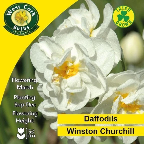 Daffodil Winston Churchill 2 Daffodil Winston Churchill - Image 2