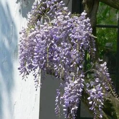 Wisteria Floribunda Issai-naga -Plant Series Store Wisteria floribunda Issai naga 03