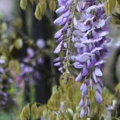 Wisteria Floribunda Issai-naga -Plant Series Store Wisteria floribunda Issai naga 04