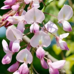 Wisteria Floribunda Rosea (Hon-beni) -Plant Series Store Wisteria floribunda Rosea 02