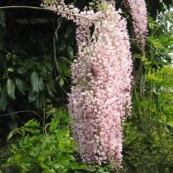 Wisteria Floribunda Rosea (Hon-beni) -Plant Series Store Wisteria floribunda Rosea 05