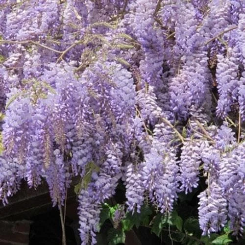Wisteria Sinensis 1 Wisteria Sinensis