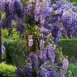 Wisteria Sinensis 6 Wisteria Sinensis -Plant Series Store Wisteria sinensis 04