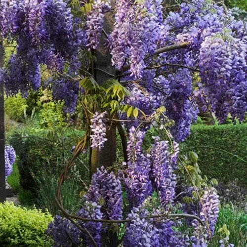 Wisteria Sinensis 3 Wisteria Sinensis - Image 3