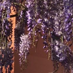 Wisteria Sinensis Boskoop -Plant Series Store Wisteria sinensis Boskoop 03