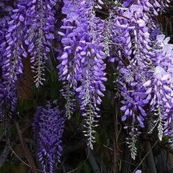Wisteria Sinensis Prolific