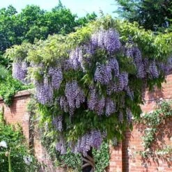 Wisteria Floribunda Domino -Plant Series Store Wisteria Domino 01