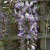Wisteria Floribunda Domino