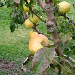 Apple Arthur Turner -Plant Series Store arthur turner02