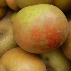 Apple Ashmead's Kernel -Plant Series Store ashmeads kernel06