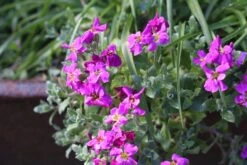Alpine And Rockery Perennials Mix -Plant Series Store aubretia 5020823