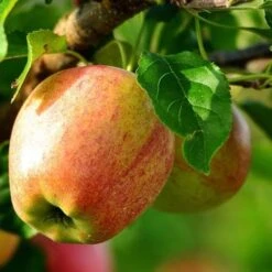 Apple Bloody Butcher -Plant Series Store bloody butcher 03