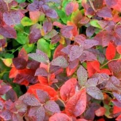 Blueberry Goldtraube -Plant Series Store blueberry goldtraube 4