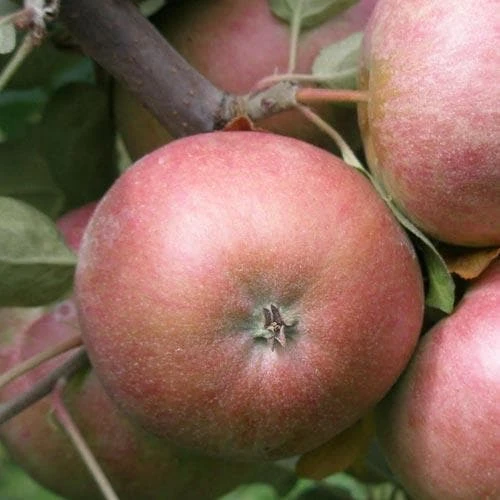 Apple Chisel Jersey 1 Apple Chisel Jersey