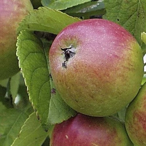 Apple Chisel Jersey 2 Apple Chisel Jersey - Image 2