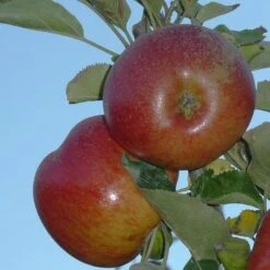 Apple Chisel Jersey 6 Apple Chisel Jersey -Plant Series Store chisel jersey04