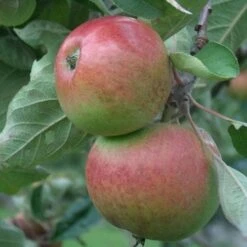 Apple Chisel Jersey 7 Apple Chisel Jersey -Plant Series Store chisel jersey05