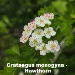 Neat Natural Hedge Mix -Plant Series Store crataegus monogyna FFJPG 1 9b5a1540 3105 4533 a2e9 d0c617da3b9b