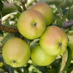 Plant Series Store -Plant Series Store crispin04