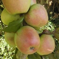 Apple Crispin -Plant Series Store crispin06