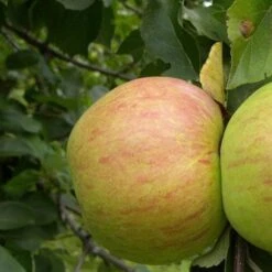 Apple Dick Davies -Plant Series Store dick davies03 44772f11 62c9 4e91 9ec3 13892e5184a1