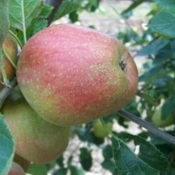 Apple Dick Davies -Plant Series Store dick davies04 9d81d160 cbff 4eff a3c6 6ee360c28926