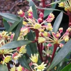 Drimys Lanceolata Red Spice 5 Drimys Lanceolata Red Spice -Plant Series Store drimys lanceolata red spice01