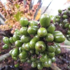 Chamaerops Humilis -Plant Series Store e97261eb ae62 400f b920 17937e963287