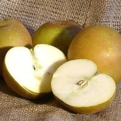 Apple Egremont Russet -Plant Series Store egremont russet01