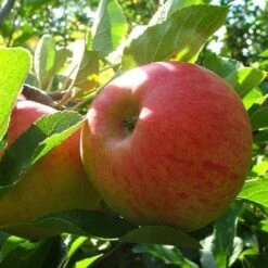 Apple Elstar -Plant Series Store elstar05