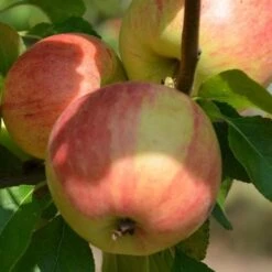 Apple Elstar -Plant Series Store elstar06