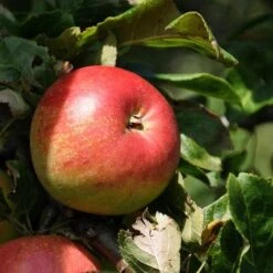 Apple Elstar -Plant Series Store elstar07