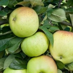 Apple Grenadier -Plant Series Store grenadier03