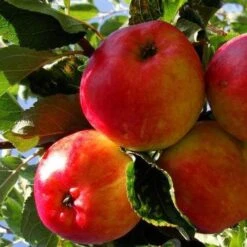 Apple Katy -Plant Series Store katy01