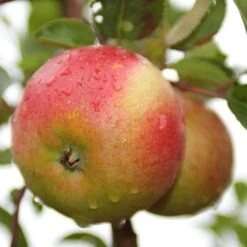 Apple Laxton Superb -Plant Series Store laxtons superb02