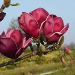 Magnolia X Soulangeana Lilliflora Genie -Plant Series Store magnolia genie Briant3