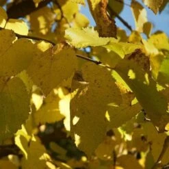 Black Mulberry -Plant Series Store morus nigra 4