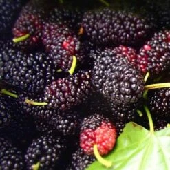Black Mulberry -Plant Series Store morus nigra 8