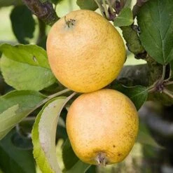 Apple Pitmaston Pine Apple -Plant Series Store pitmaston pineapple04