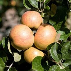 Apple Ross Nonpareil -Plant Series Store ross nonpariel 04