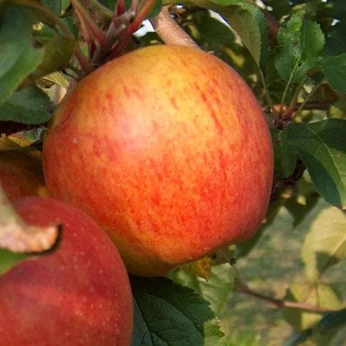 Apple Rubinette 1 Apple Rubinette