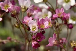 Alpine And Rockery Perennials Mix -Plant Series Store saxifrage 3396438